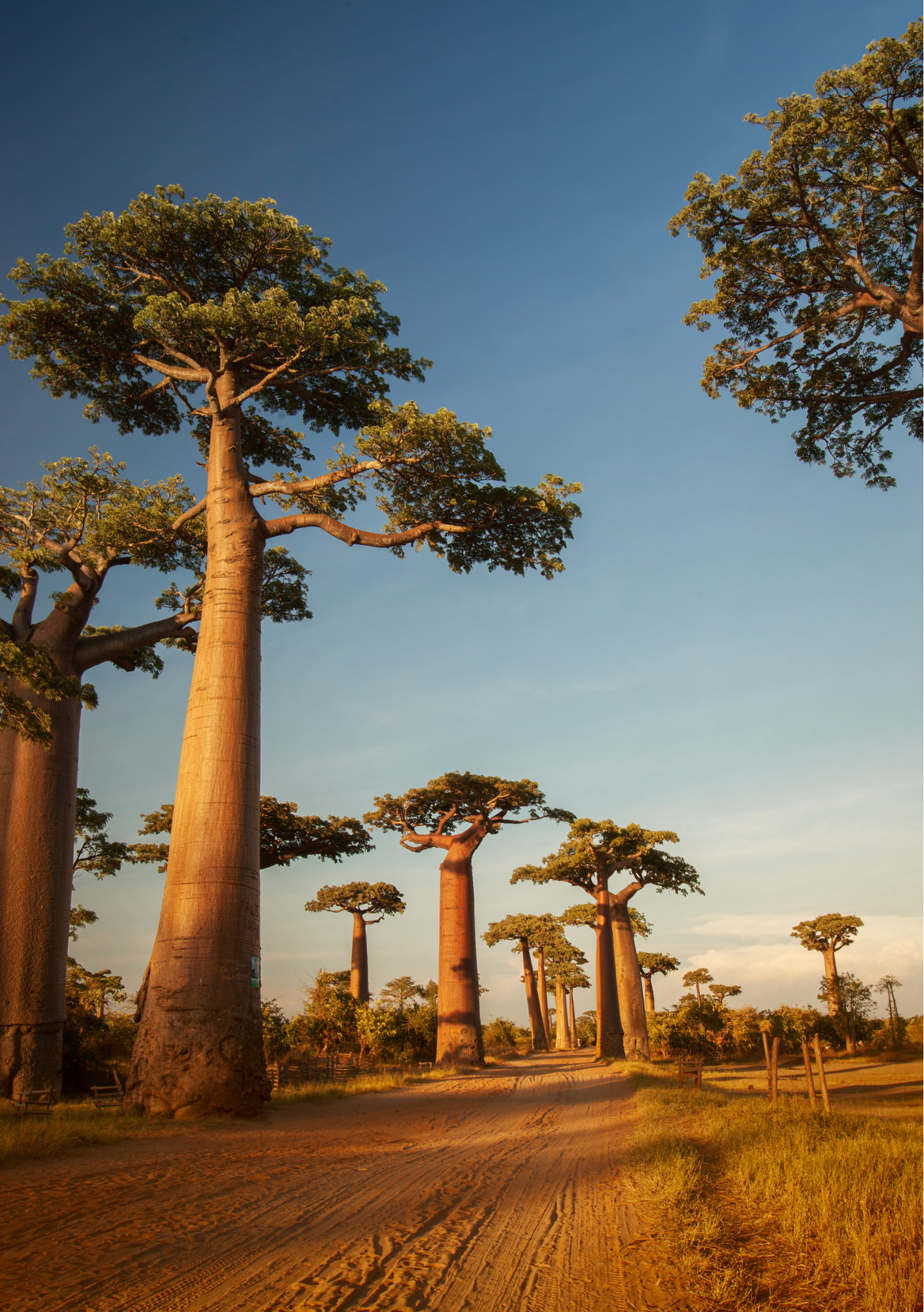 Baobab