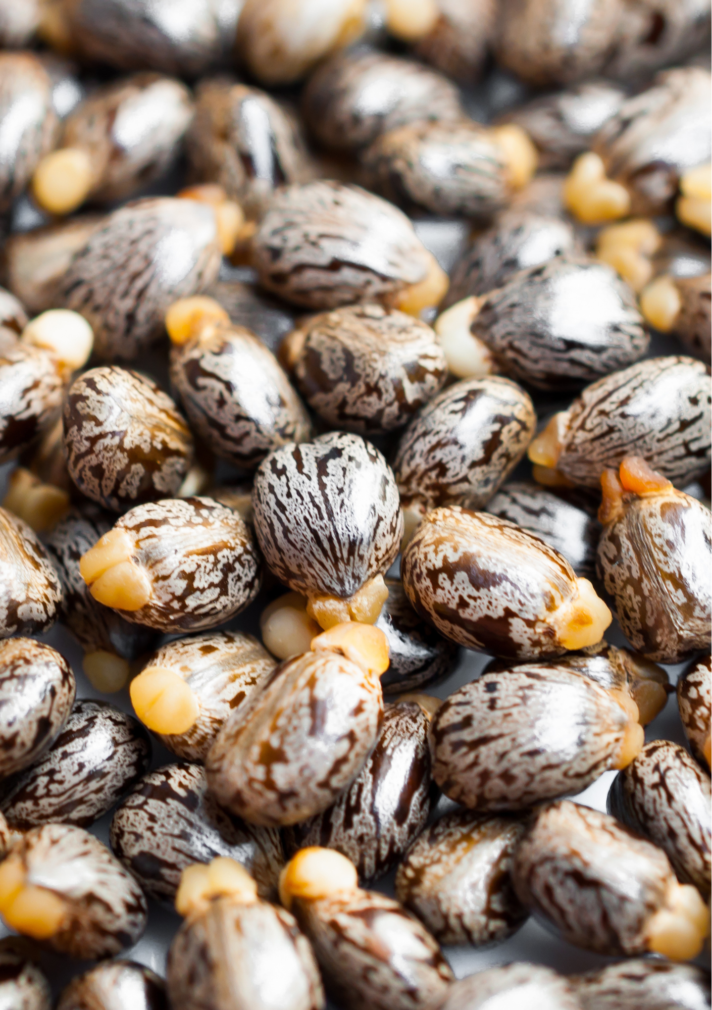 Graines de ricin
